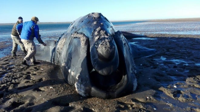 Intentan salvar a una ballena varada cerca de Viedma