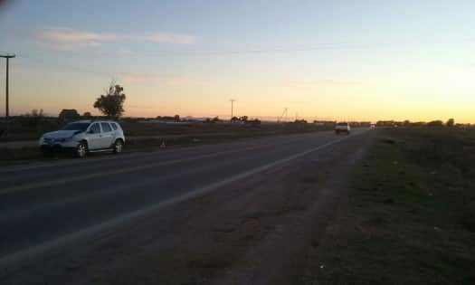 Camioneta arrolló un potrillo suelto