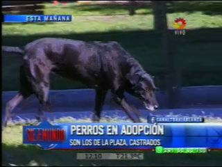 AdoptaME: Adopción de Animales en Situación de Calle