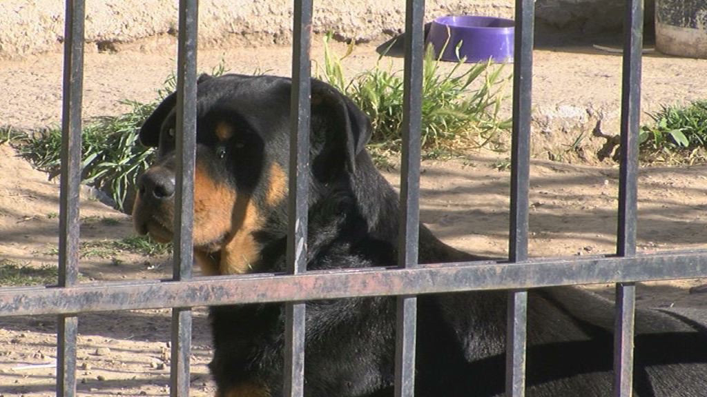 Un rottweiler atacó a un nene cuando iba a la escuela