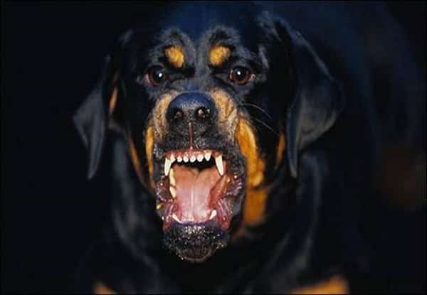 Atacada por un Rottweiler