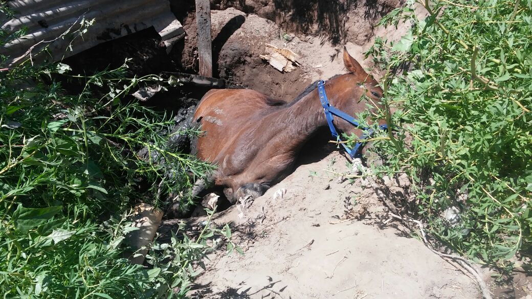 Así rescataron a un caballo que cayó a un pozo ciego