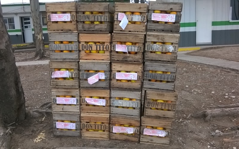 Secuestraron 400 kilos de naranja en el control zoofitosanitario