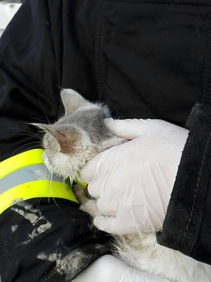 Emotivo rescate de una gatita