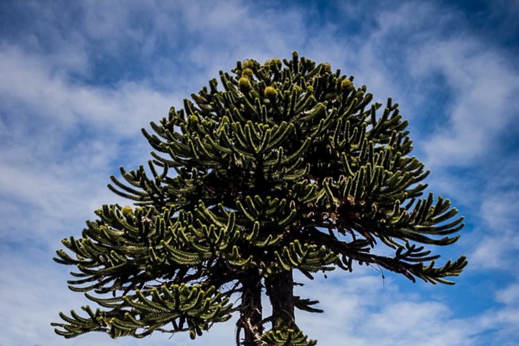 En el día del árbol, un proyecto de patrimonio histórico