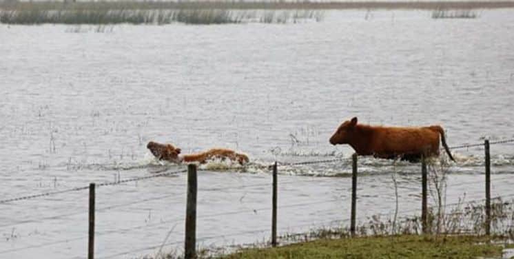 Carne, leche y pan: panorama ante las inundaciones