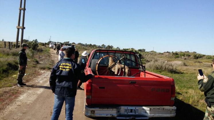 Cuatro detenidos por una carrera de galgos en Carhué