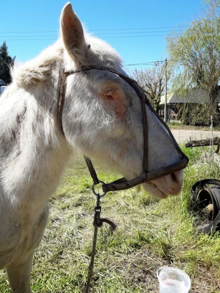 Atienden en Bahía a una yegua a la que le sacaron los ojos