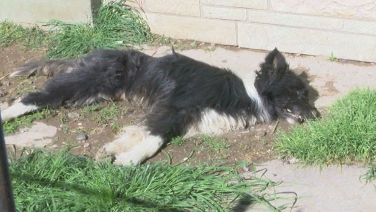 Matanza de perros en Baigorria al 900