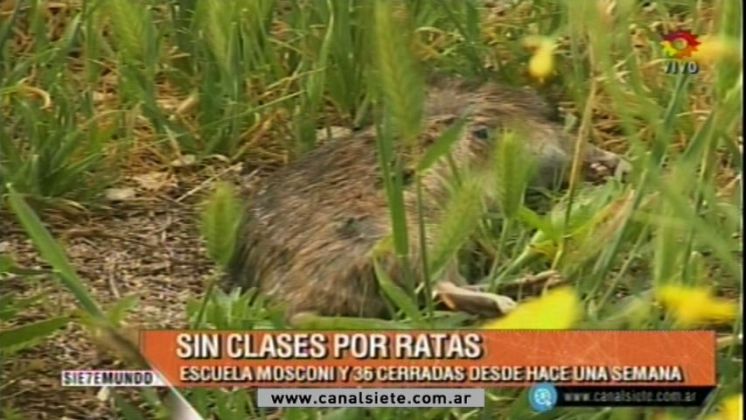 Dos escuelas sin clases por la presencia de ratas