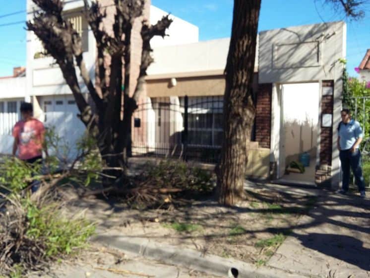 Podaba un árbol y cayó al vacío