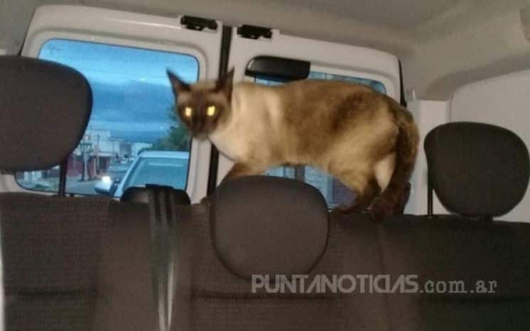 Punta Alta: la policía recuperó un gato que habían robado