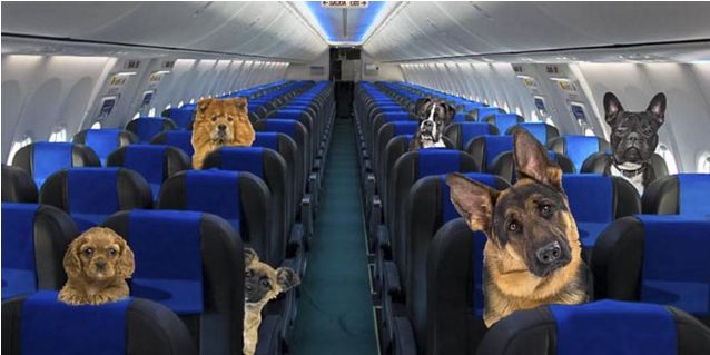 Viajar con mascotas al exterior