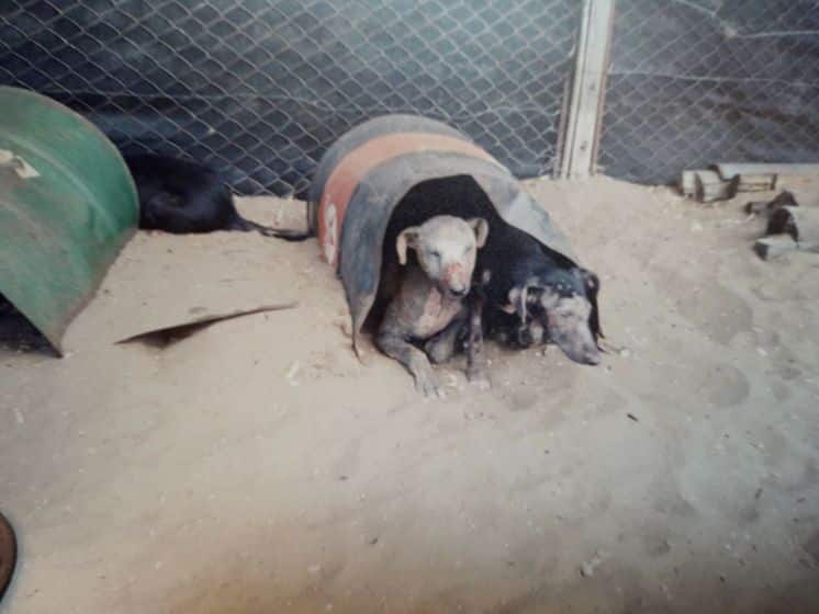 Delicada situación de la perrera de Monte Hermoso