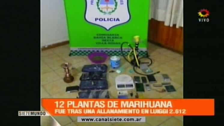 Doce plantas de marihuana