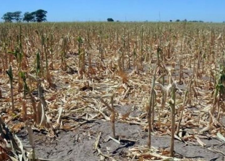 Declaran en 23 distritos la emergencia agropecuaria