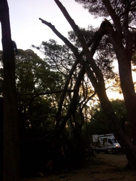 Cayó una rama en el Parque de Mayo y alertó a todos