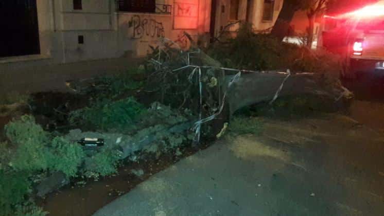 Cayó un árbol en Blandengues al 300