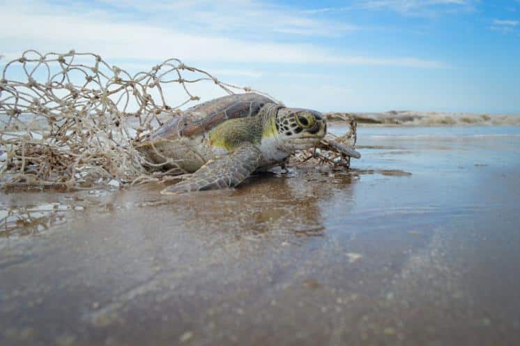 Más del 90% de la fauna marina tiene afecciones vinculadas al hombre