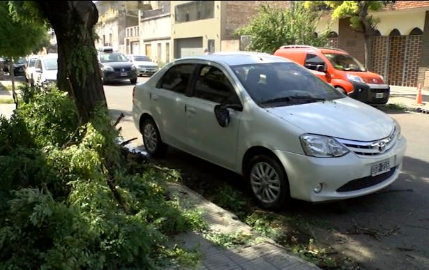 Un árbol le aplastó el auto