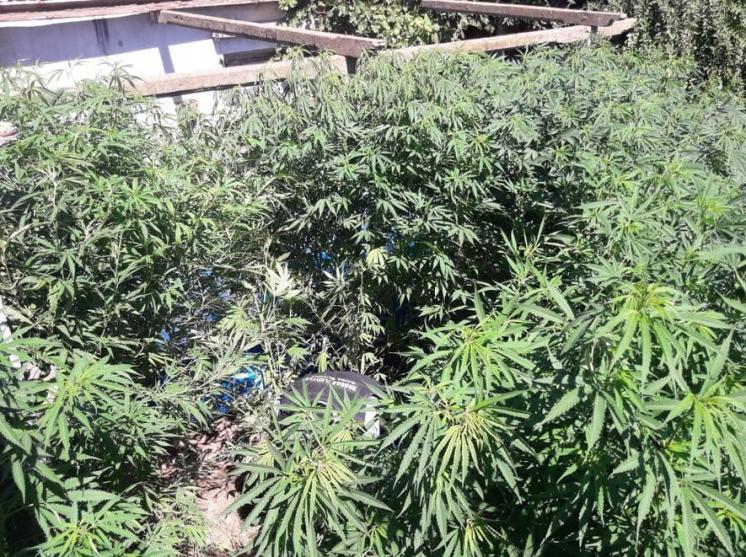 Madre e hijo detenidos por tener una plantación de marihuana