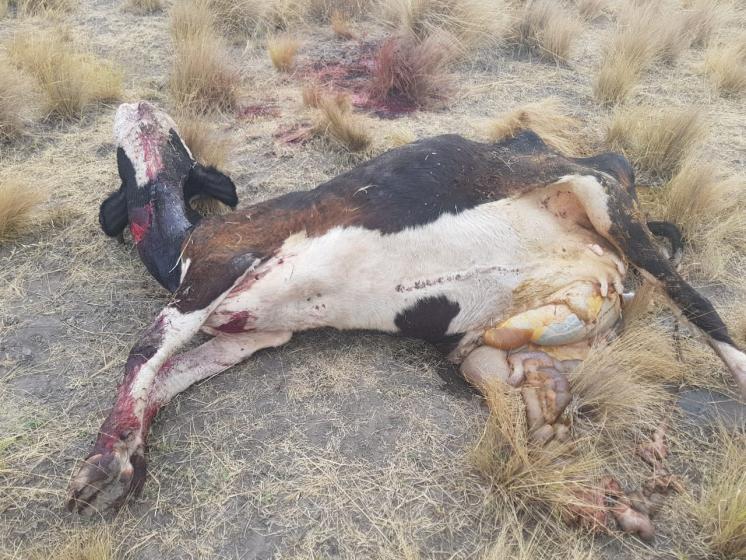 Los descubrieron faenando una vaca en Colonia La Merced