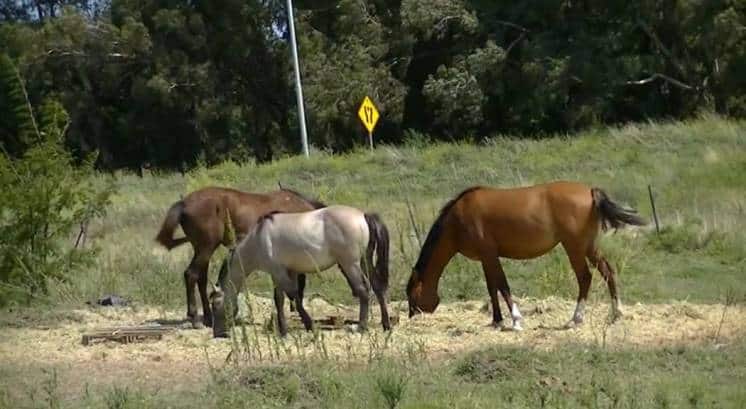 Otra vez robaron en el Centro Equino Nelquihue