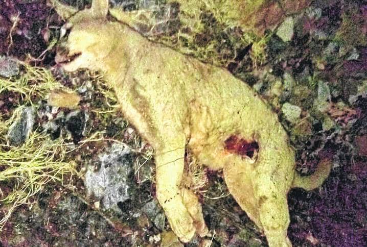 Un campesino peleó con un puma, salvó a su perro, pero ahora está internado