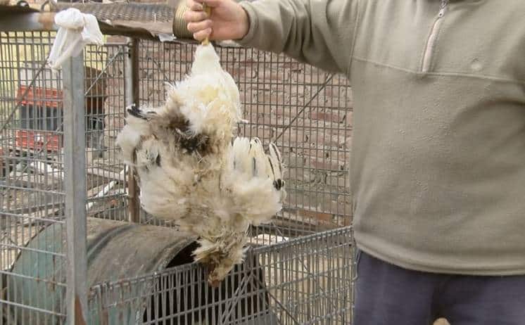 Villa Hipódromo: perros callejeros le mataron 47 gallinas