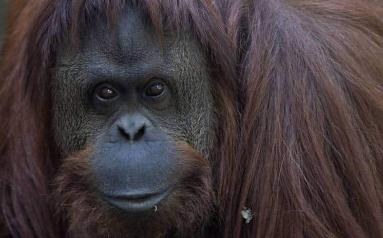 La orangutana “Sandra” camino a un santuario en Estados Unidos