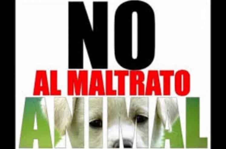 Solicitan guarda para animales por casos de Maltrato Animal