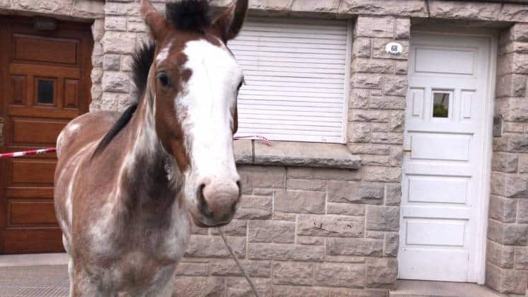 Un caballo suelto en el centro de la ciudad fue detenido por los vecinos