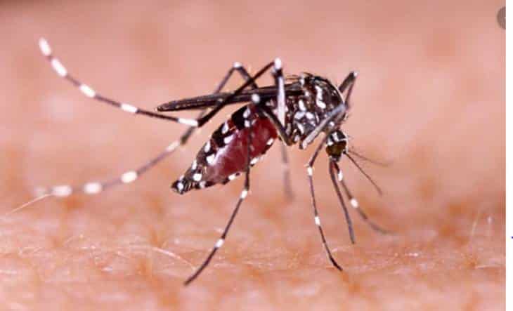 Punta Alta: Confirman un caso de dengue contraído en el norte del país
