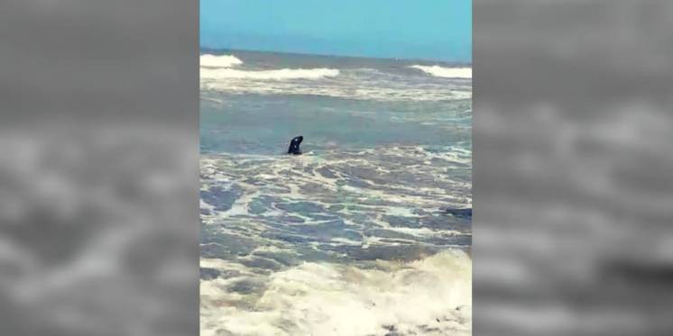 Una foca apareció por la costa de Monte Hermoso