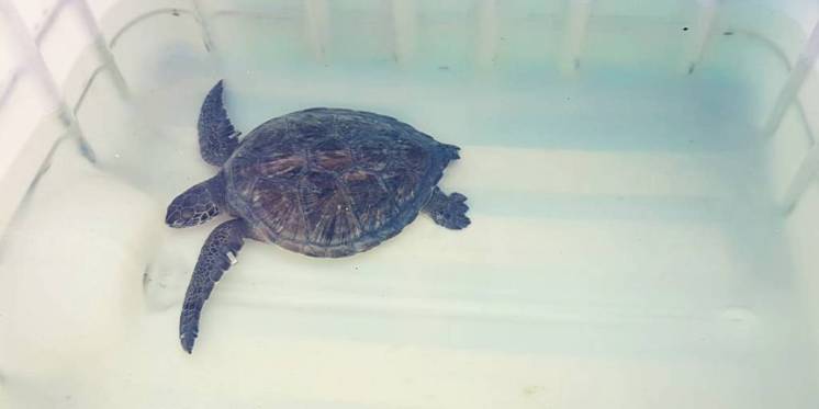 Liberarán una tortuga marina en Monte Hermoso