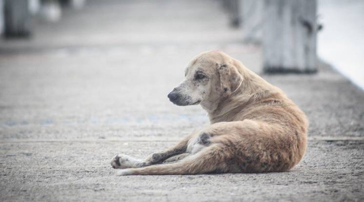 Coronovirus: Campaña para colaborar con los animales en situación de calle