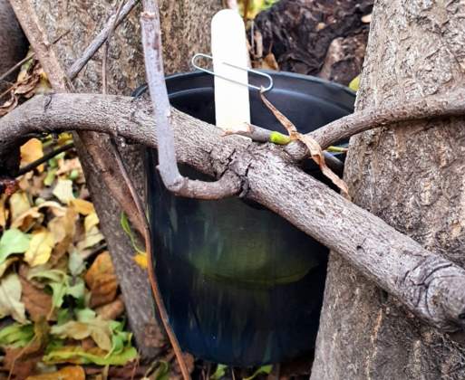 Punta Alta: encontraron ejemplares del mosquito Aedes