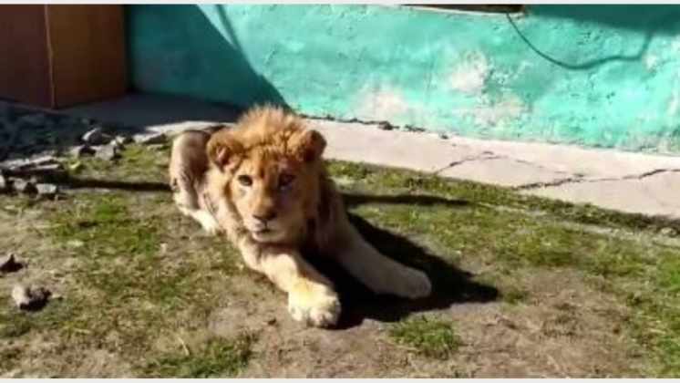 Rescatan cachorro de león: le habían fracturado las piernas para las fotos