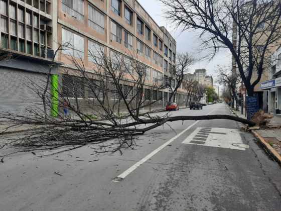 No pasó nada de milagro: Se cayó un árbol en Vieytes al 100