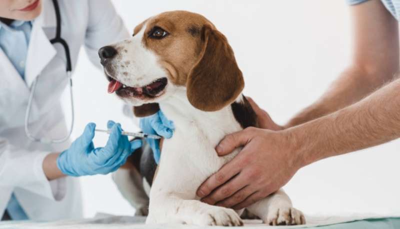 La Facultad de Veterinaria de la UNLP testea a mascotas de pacientes con coronavirus