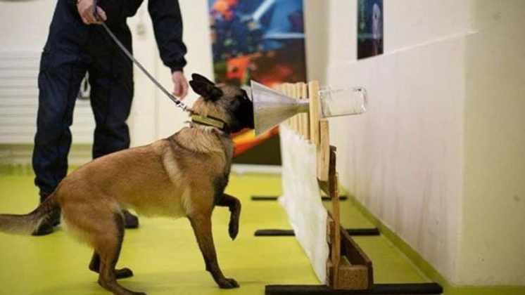 Proyecto de la UBA: Cómo será la detección de covid-19 por parte de los perros