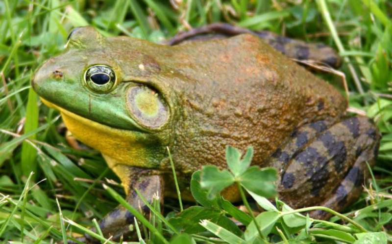 Declararon dañina para la biodiversidad de Argentina a una especie de rana