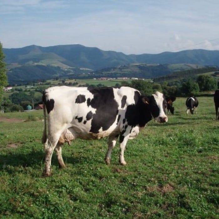 Cáritas de Saldungaray pide la donación de una vaca lechera.