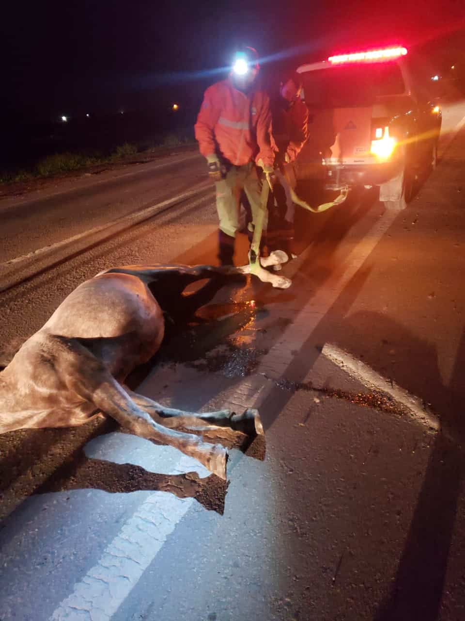 Un camión chocó contra un caballo suelto, el animal murió