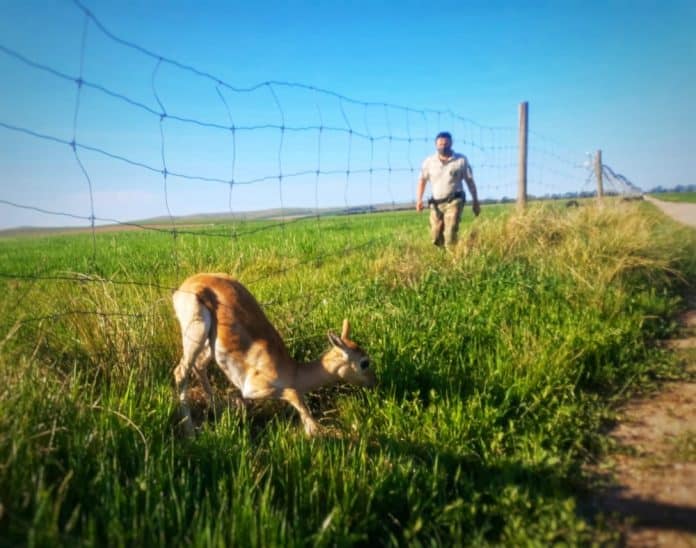 San Eloy: un policía rescató a un ciervo salvaje