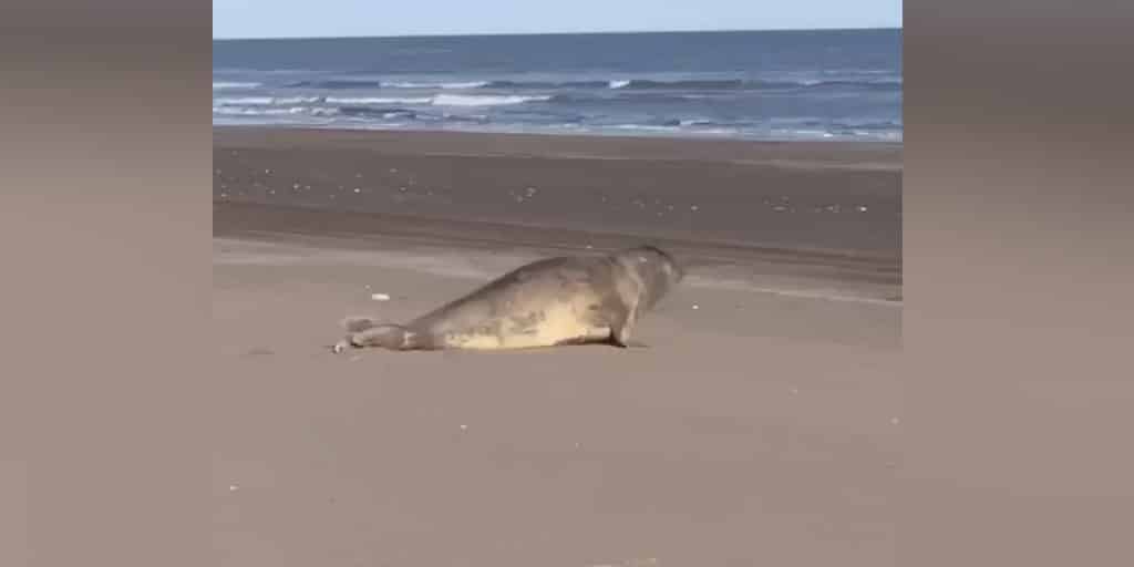 Un elefante marino en la playa de Monte Hermoso