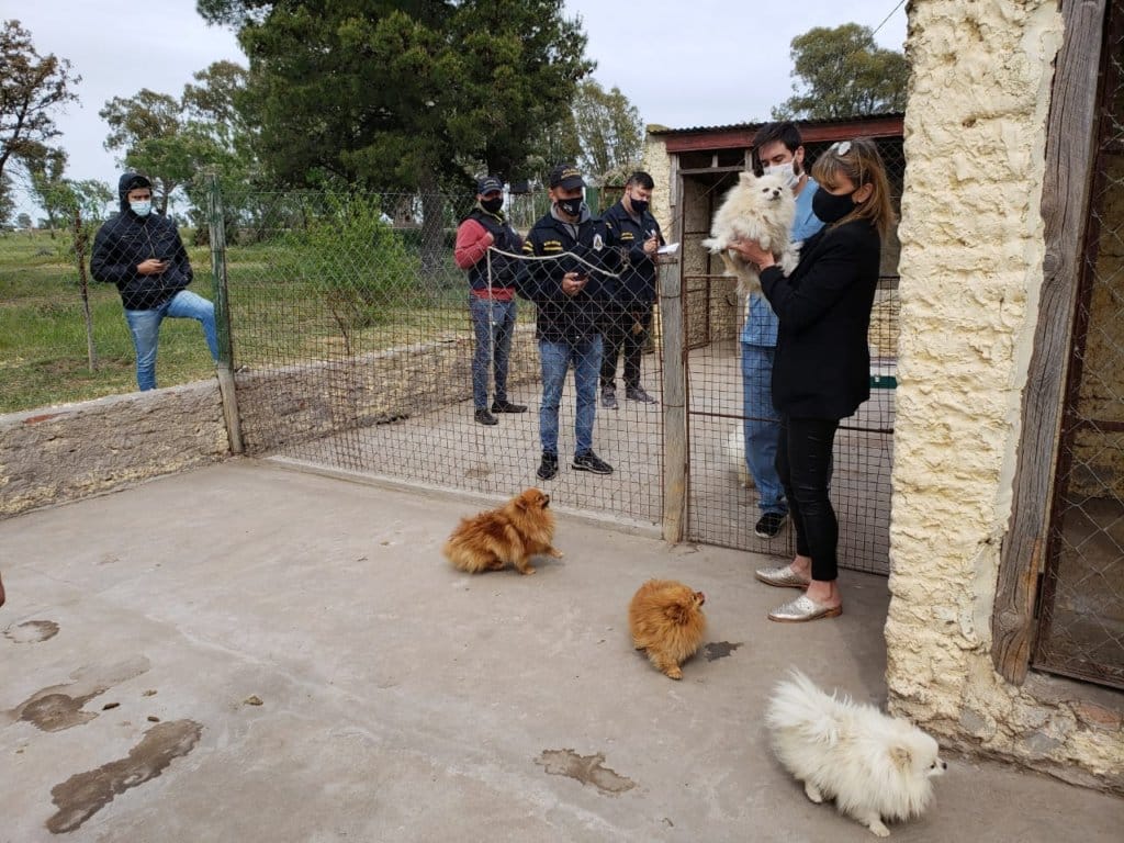 Allanamientos por maltrato animal en criadero Von Zius