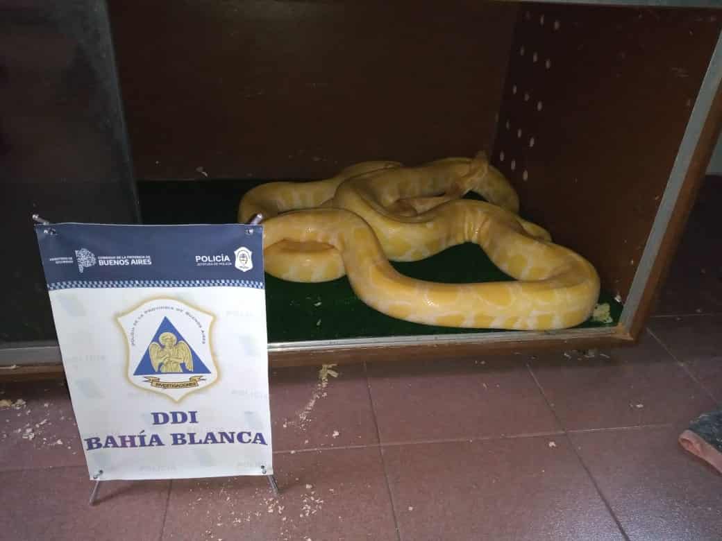 Le allanaron la casa porque tenía dos víboras Pitón como mascotas