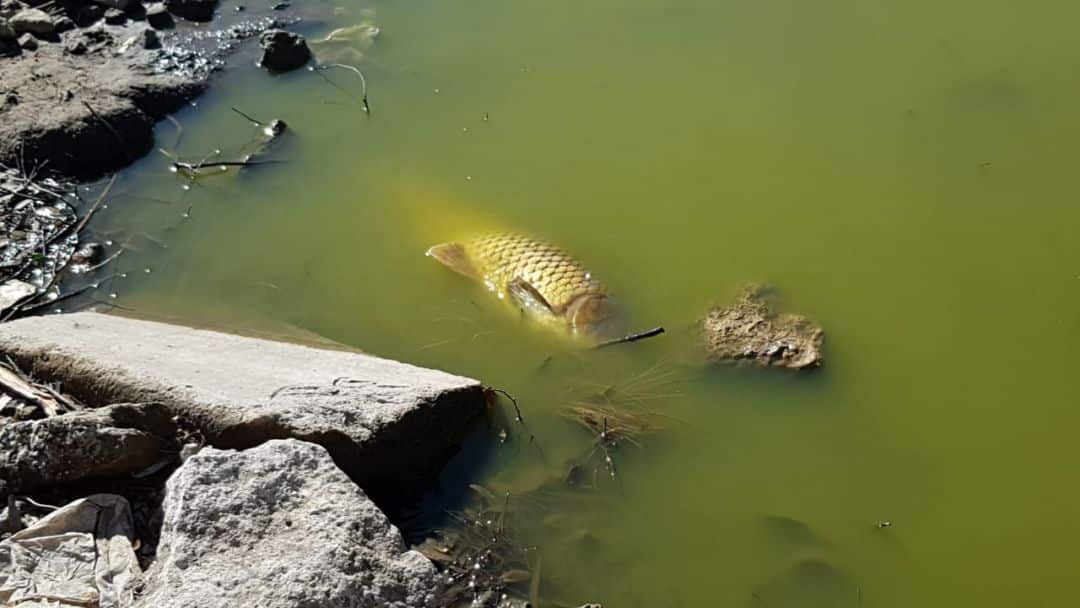 Aparecieron carpas muertas en el lago del Parque de Mayo