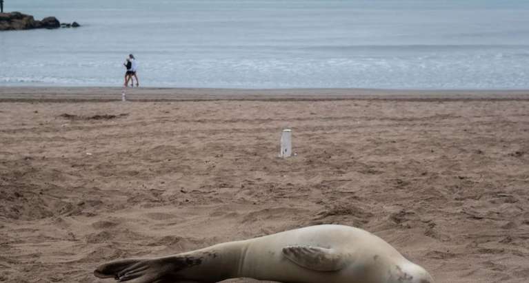 Atacaron a palazos a una foca cangrejera que apareció en las playas de Mar del Plata